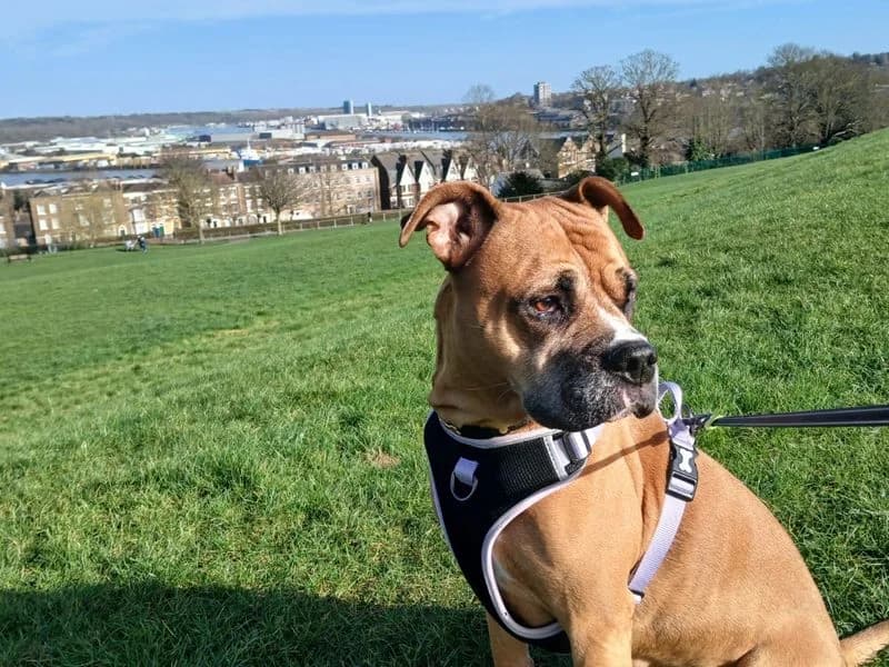 Mia, female 7yo mixed breed for adoption at Dogs Trust Canterbury, Chestfield
