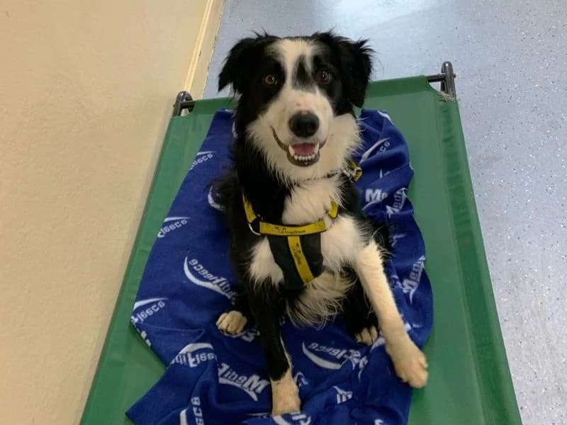 Timothy, male young Border Collie for adoption at Dogs Trust Canterbury, Chestfield