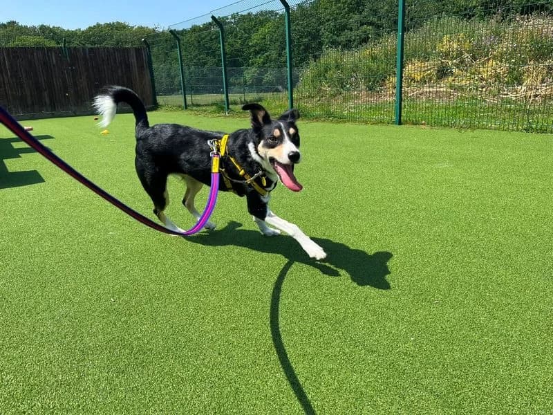 Lynn, female 5yo Border Collie for adoption at Dogs Trust Canterbury, Chestfield