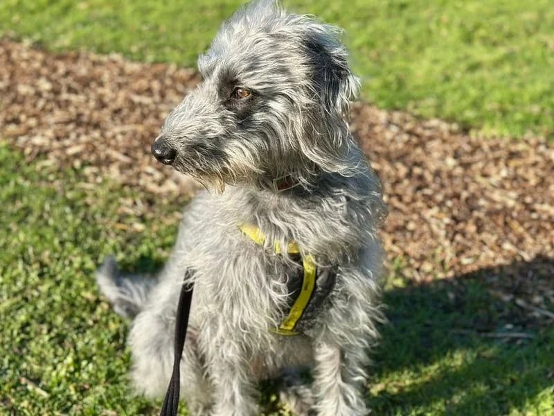 Scully, male 3yo mixed breed for adoption at Dogs Trust Canterbury, Chestfield