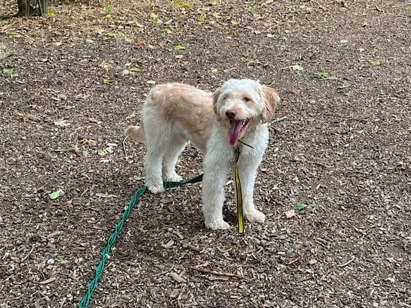 Blake Shelton, male young Poodle for adoption at Dogs Trust Canterbury, Chestfield
