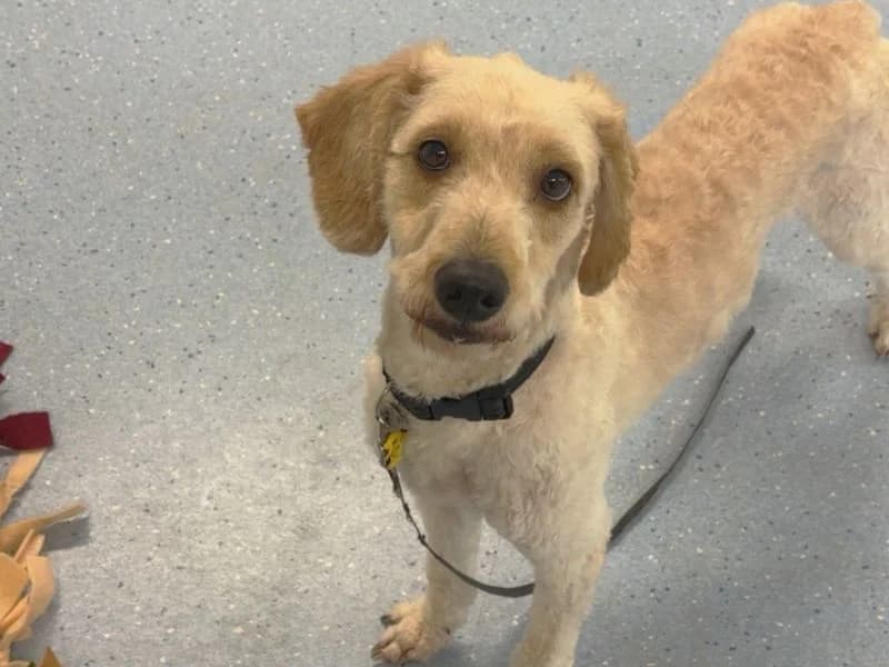 Billy Ray Cyrus, male young Poodle for adoption at Dogs Trust Canterbury, Chestfield