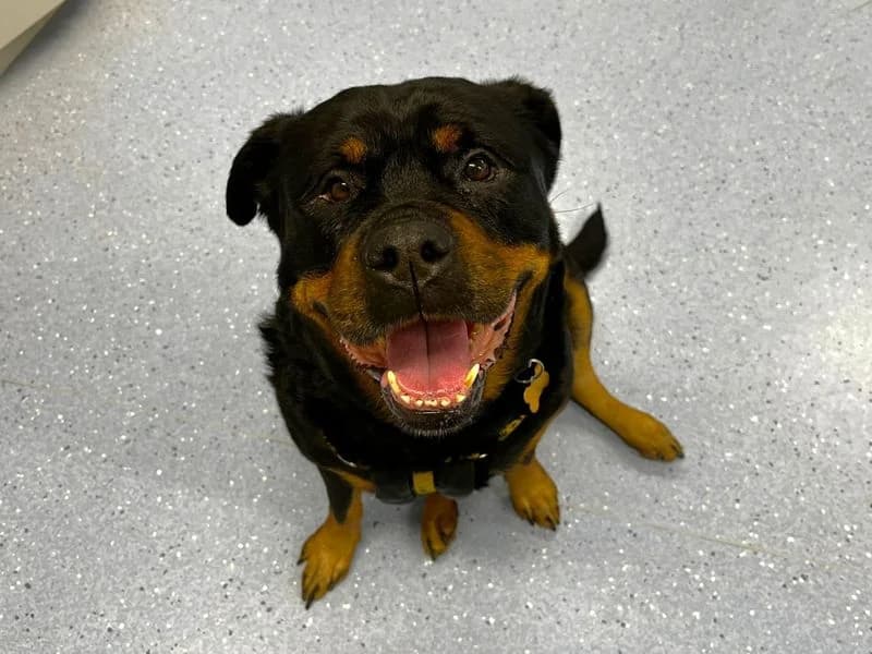 Cleo, female 6yo Rottweiler for adoption at Dogs Trust Canterbury, Chestfield