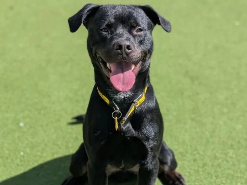 Reggie, male young Rottweiler for adoption at Dogs Trust Canterbury, Chestfield