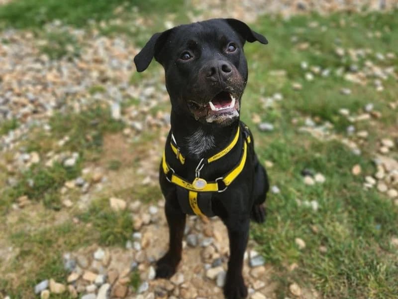Reggie, male young Rottweiler for adoption at Dogs Trust Canterbury, Chestfield