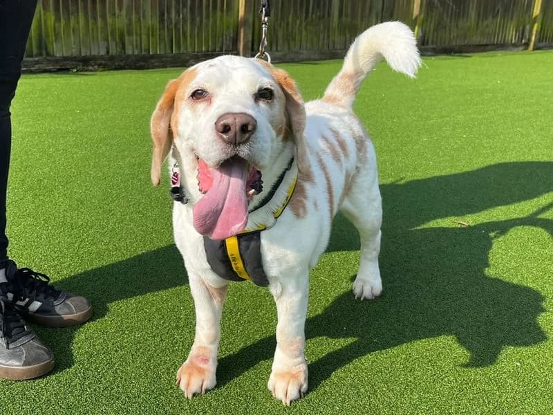Diesel, male senior Beagle for adoption at Dogs Trust Canterbury, Chestfield