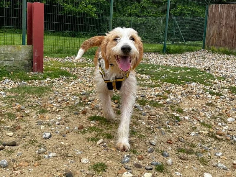 Lowry, male young Mixed Breed for adoption at Dogs Trust Canterbury, Chestfield