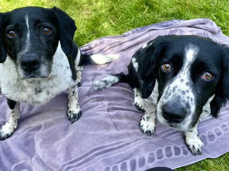 Bertie & Nickey, male senior Pointer for adoption at Dogs Trust Canterbury, Chestfield