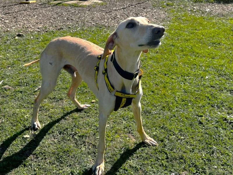 Ernesto, male 5yo Lurcher for adoption at Dogs Trust Canterbury, Chestfield