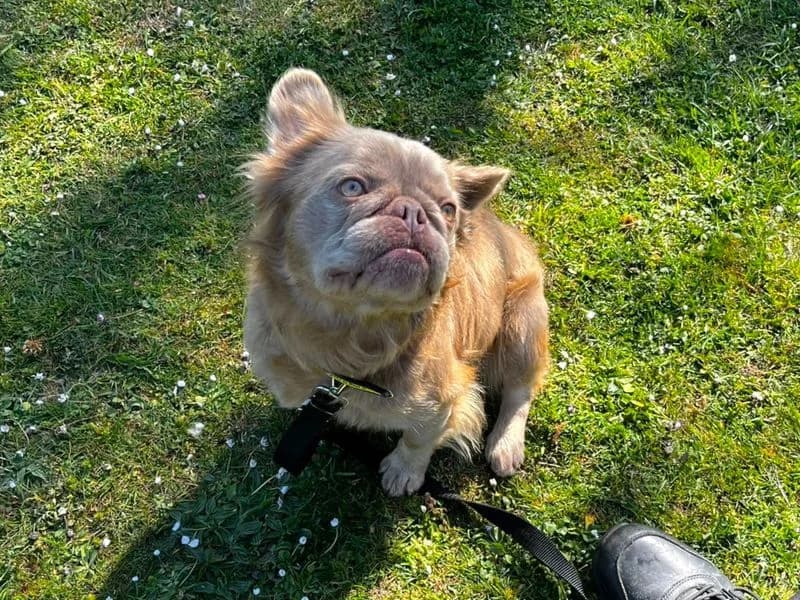 Orlando, male 3yo English Bulldog for adoption at Dogs Trust Canterbury, Chestfield