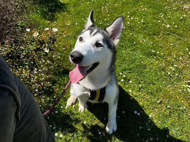 Koda, male puppy Husky for adoption at Dogs Trust Canterbury, Chestfield