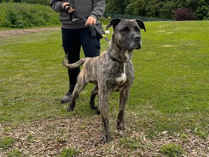 Sully, male 4yo Mastiff for adoption at Dogs Trust Canterbury, Chestfield