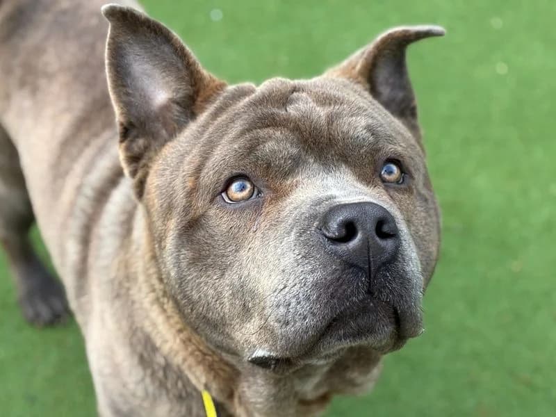 Casso, male 4yo Shar Pei for adoption at Dogs Trust Canterbury, Chestfield
