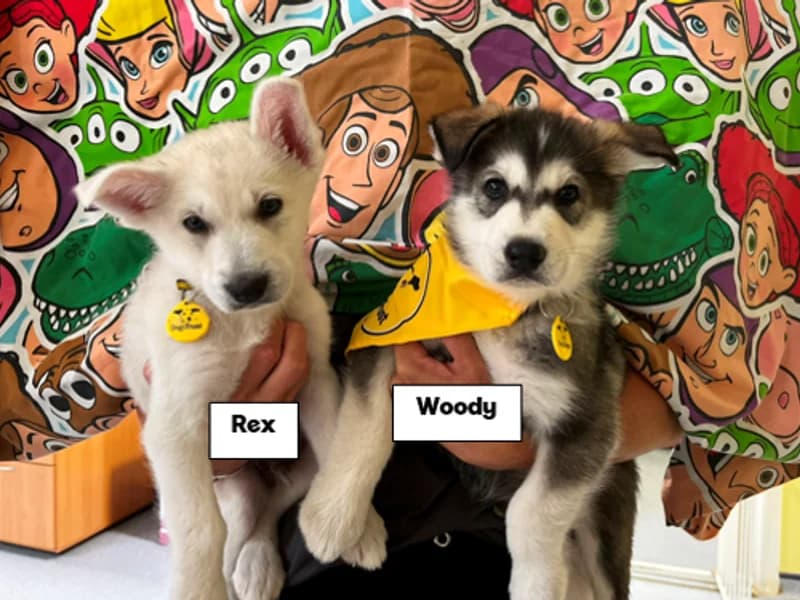 Rex, male puppy Alaskan Malamute for adoption at Dogs Trust Canterbury, Chestfield