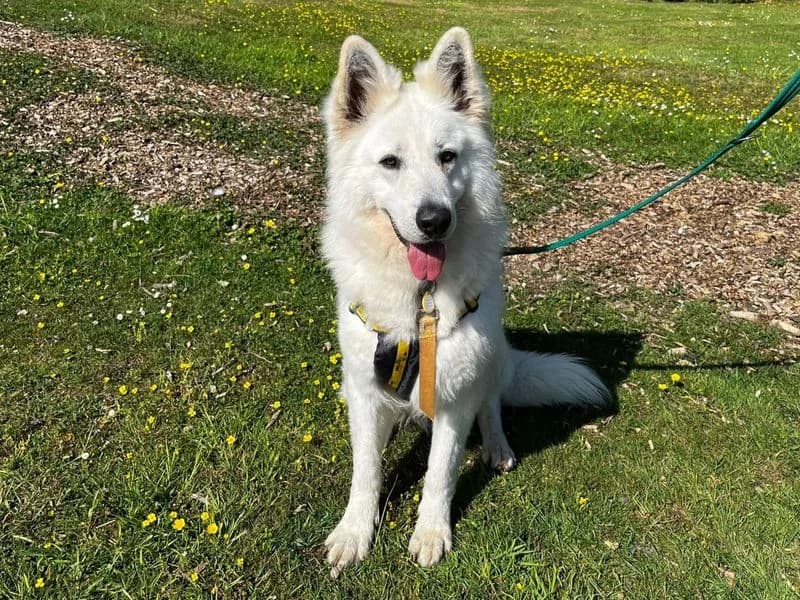 Franklin, male 4yo mixed breed for adoption at Dogs Trust Canterbury, Chestfield
