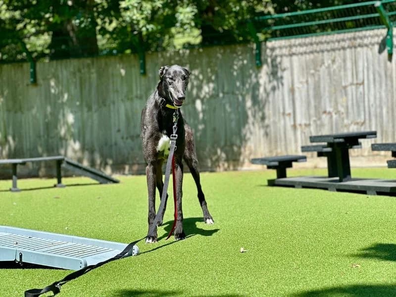 Bimini, male 3yo Greyhound for adoption at Dogs Trust Canterbury, Chestfield