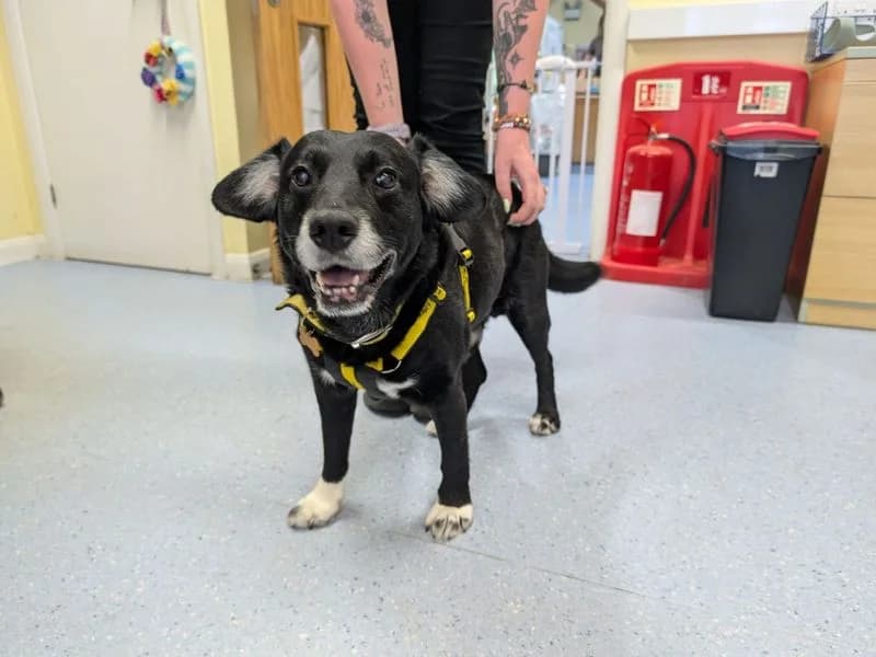 Buster, male senior Mixed Breed for adoption at Dogs Trust Canterbury, Chestfield