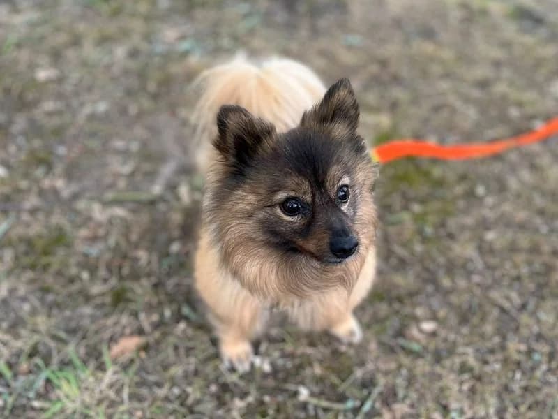 Lunar, female senior Pomeranian for adoption at Dogs Trust Canterbury, Chestfield
