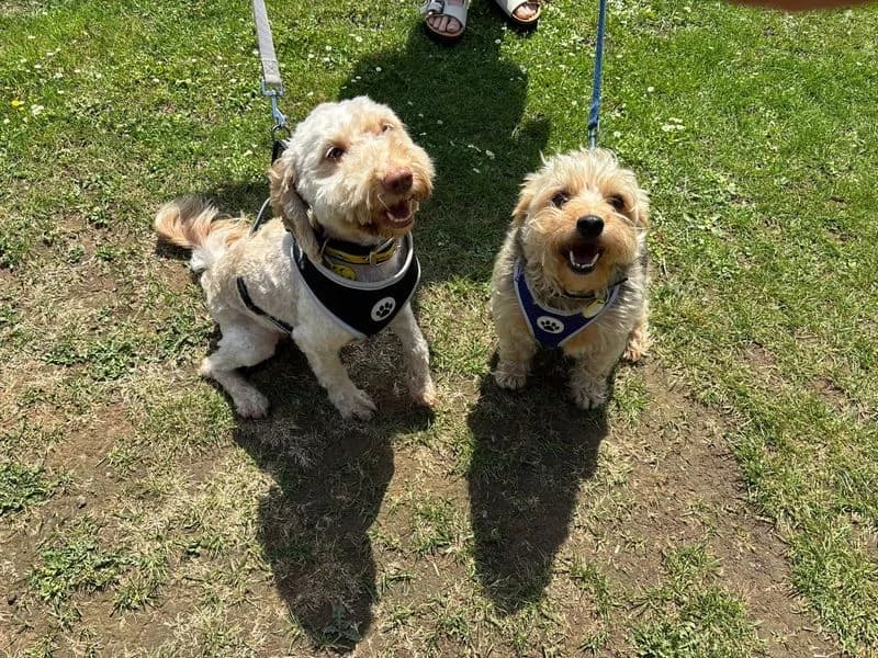 Bowie, male 6yo Yorkshire Terrier for adoption at Dogs Trust Canterbury, Chestfield