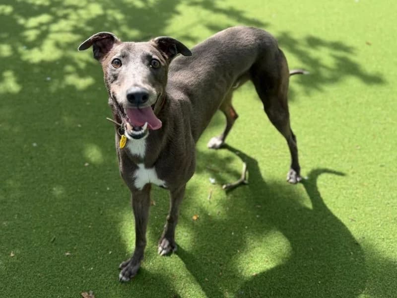Vernon, male 3yo Greyhound for adoption at Dogs Trust Canterbury, Chestfield