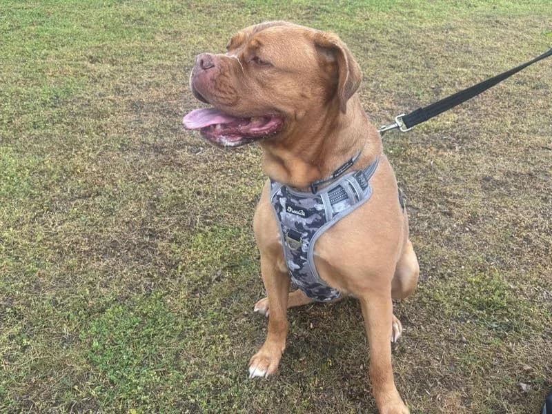 Daisy, female 5yo mixed breed for adoption at Dogs Trust Canterbury, Chestfield