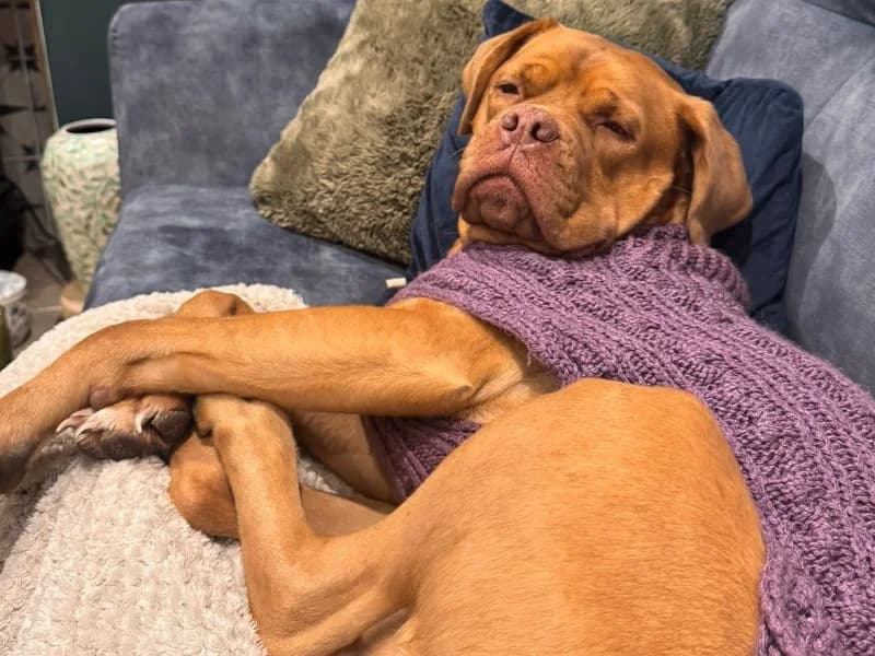 Daisy, female 5yo mixed breed for adoption at Dogs Trust Canterbury, Chestfield