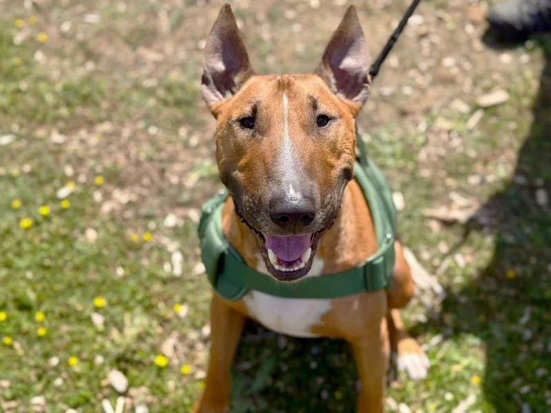 Ceaza, male 3yo mixed breed for adoption at Dogs Trust Canterbury, Chestfield