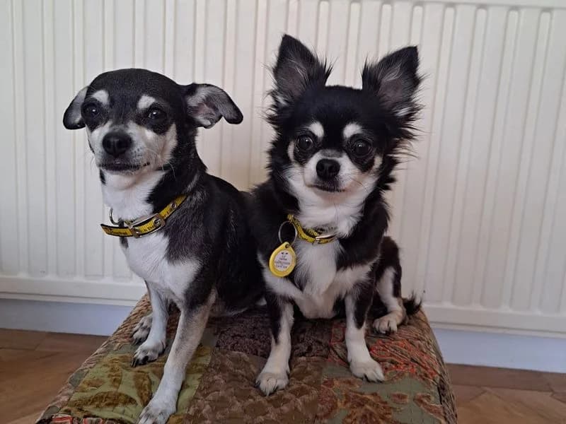 Bella & Poppy, female 7yo Chihuahua for adoption at Dogs Trust Canterbury, Chestfield