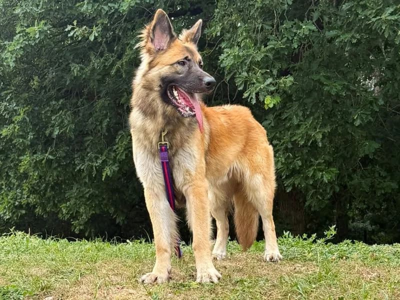Tywin, male young mixed breed for adoption at Dogs Trust Canterbury, Chestfield