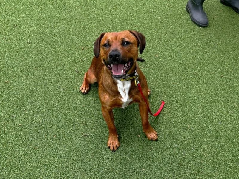 Wotsit, female young Staffordshire Bull Terrier for adoption at Dogs Trust Canterbury, Chestfield