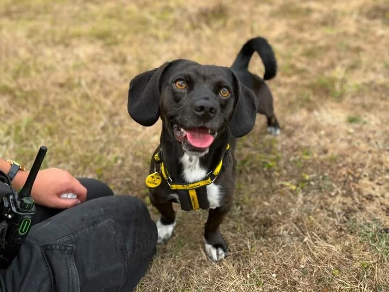 Cody, male young mixed breed for adoption at Dogs Trust Canterbury, Chestfield