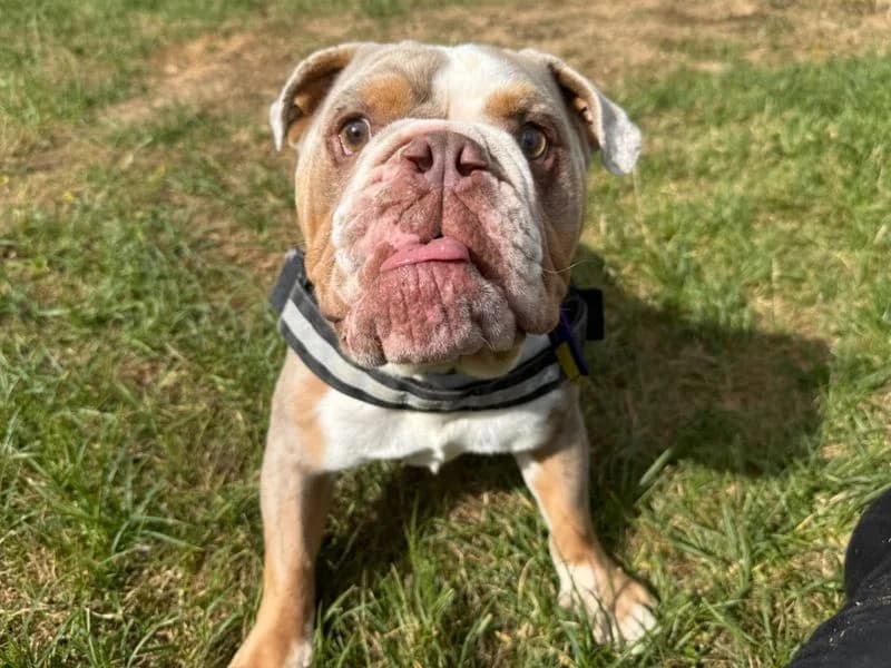 Thanos, male 3yo English Bulldog for adoption at Dogs Trust Canterbury, Chestfield
