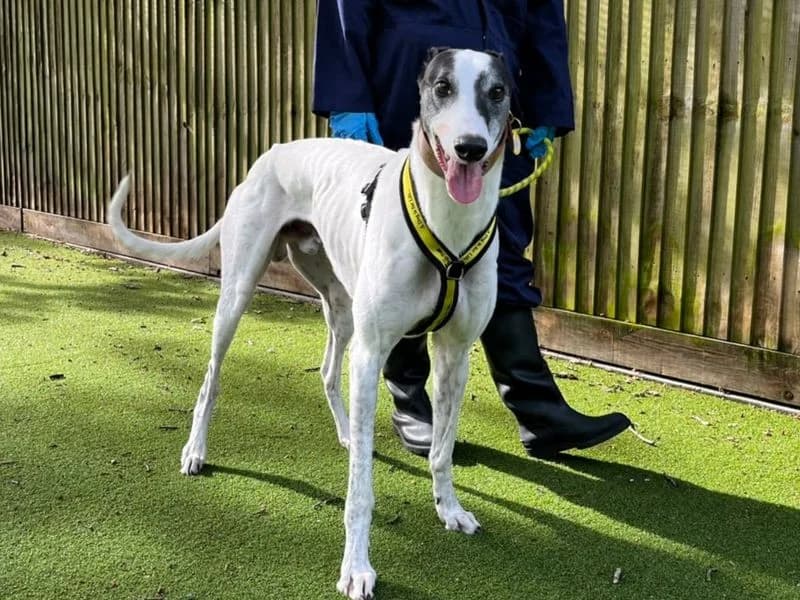 Disco, male senior Greyhound for adoption at Dogs Trust Canterbury, Chestfield