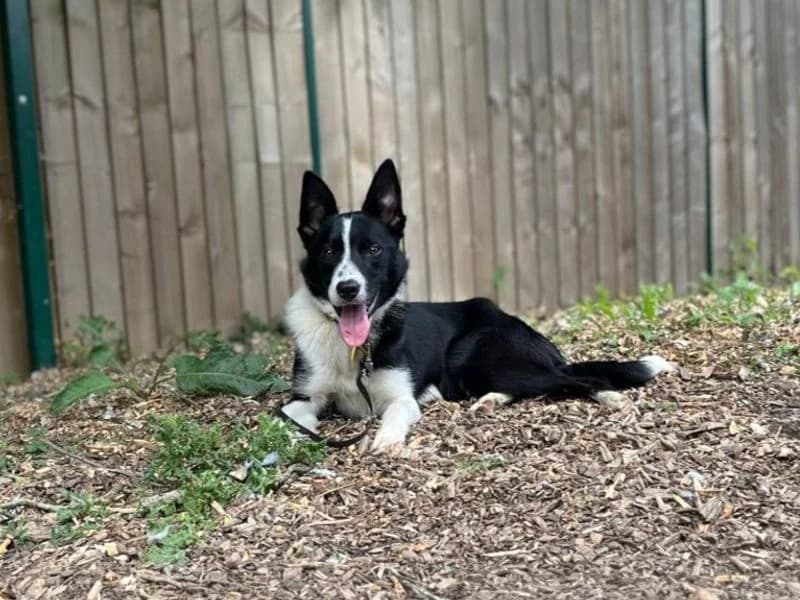 Dutton, male puppy Border Collie for adoption at Dogs Trust Canterbury, Chestfield