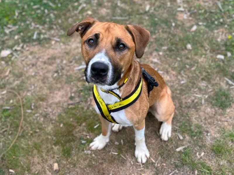 Zen, male young Staffordshire Bull Terrier for adoption at Dogs Trust Canterbury, Chestfield
