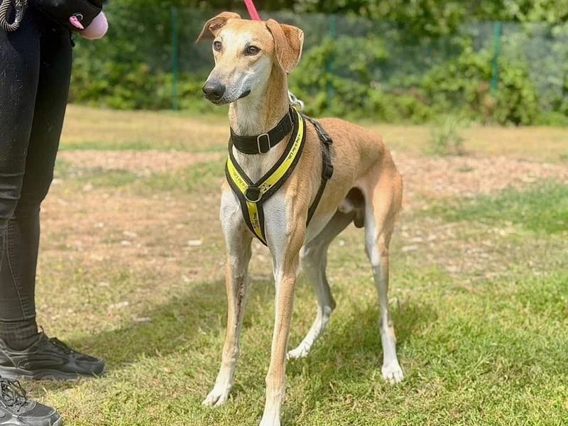 Boss, male young Lurcher for adoption at Dogs Trust Canterbury, Chestfield