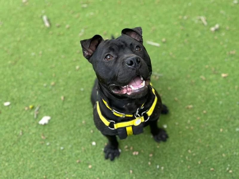Simba, male young Staffordshire Bull Terrier for adoption at Dogs Trust Canterbury, Chestfield