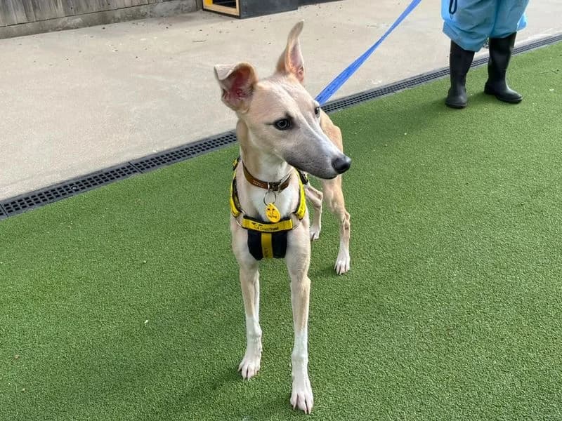 Pascal, male young Whippet for adoption at Dogs Trust Canterbury, Chestfield