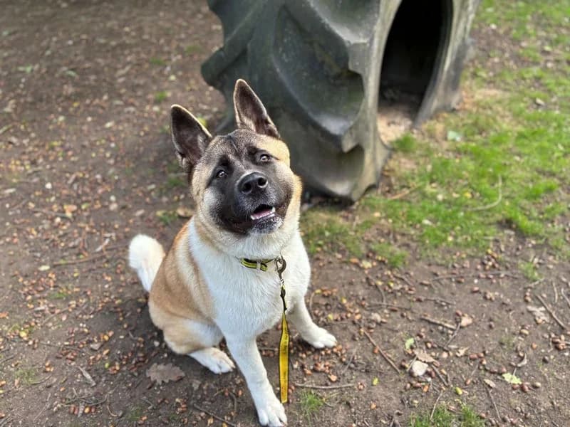 Skyla, female puppy Akita for adoption at Dogs Trust Canterbury, Chestfield