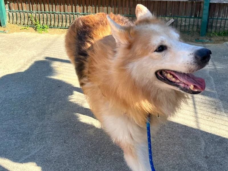 Chunk, male senior mixed breed for adoption at Dogs Trust Canterbury, Chestfield