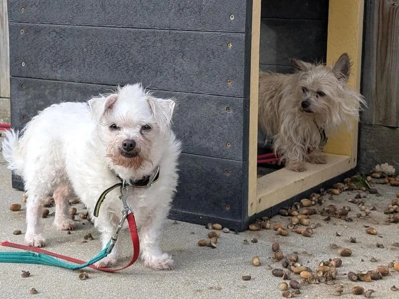 Snowy & Skippy, female senior Jack Russell Terrier for adoption at Dogs Trust Canterbury, Chestfield