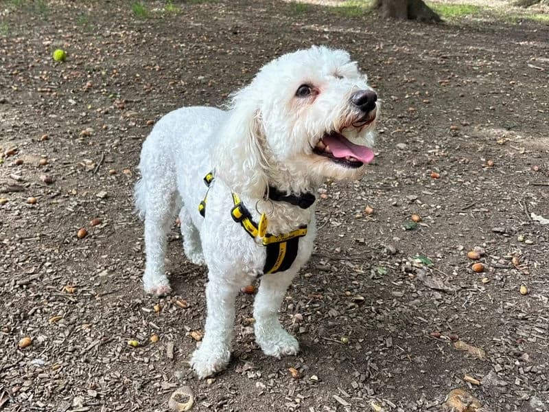 Oscar, male 5yo Bichon Frisé for adoption at Dogs Trust Canterbury, Chestfield