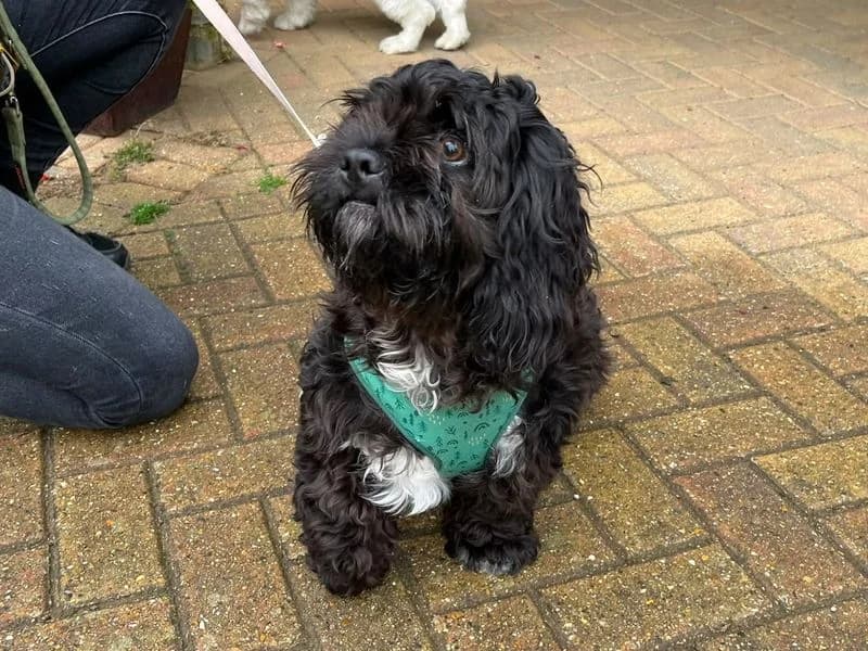 Tigger, male puppy Cavalier King Charles Spaniel for adoption at Dogs Trust Canterbury, Chestfield
