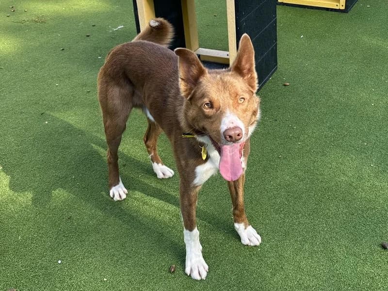 Boss, male young Border Collie for adoption at Dogs Trust Canterbury, Chestfield