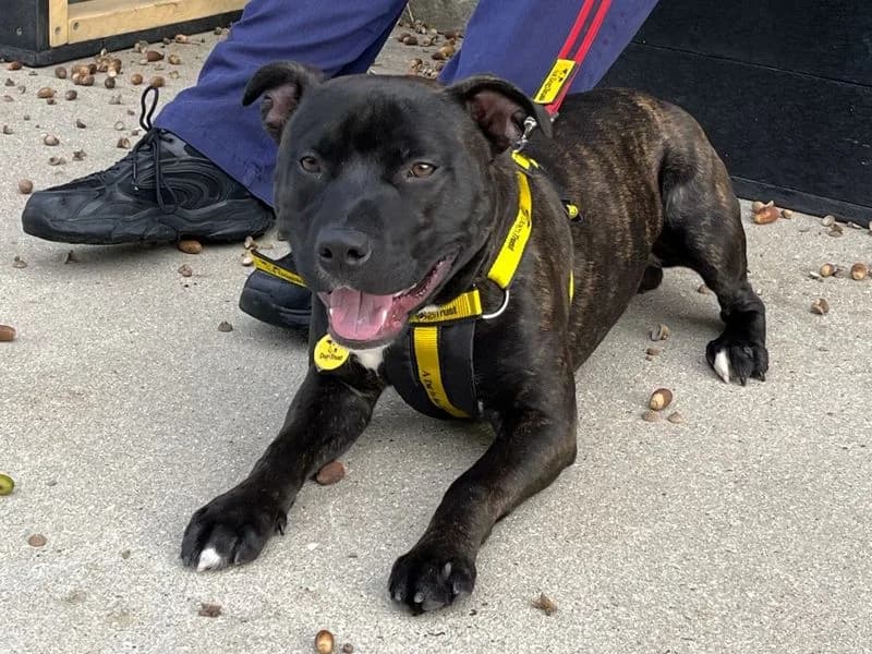 Hustle, male young Staffordshire Bull Terrier for adoption at Dogs Trust Canterbury, Chestfield