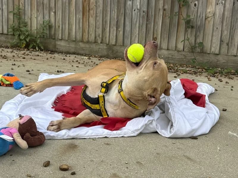 Mabel, female 3yo Staffordshire Bull Terrier for adoption at Dogs Trust Canterbury, Chestfield