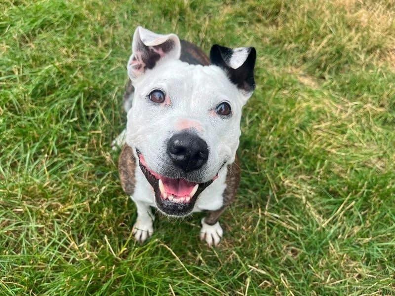 Gracie, female senior Staffordshire Bull Terrier for adoption at Dogs Trust Cardiff, Cardiff