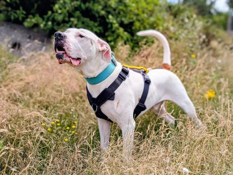 Maximillian, male senior English Bulldog for adoption at Dogs Trust Cardiff, Cardiff