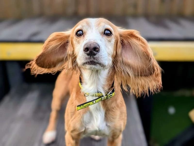 Melyn, female senior Cocker Spaniel for adoption at Dogs Trust Cardiff, Cardiff