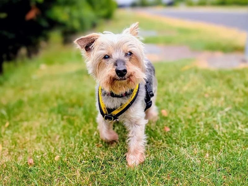 Noah, male senior Yorkshire Terrier for adoption at Dogs Trust Cardiff, Cardiff
